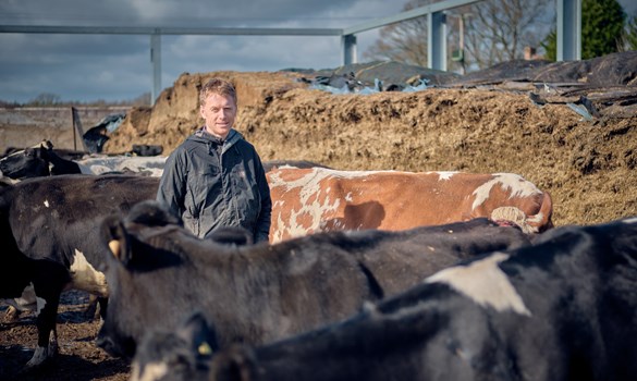 a person standing next to a pile of cows